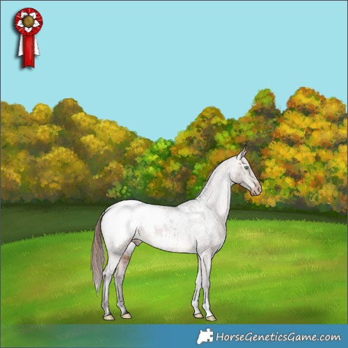 Horse Color:Bay Dun Appaloosa Brindle 