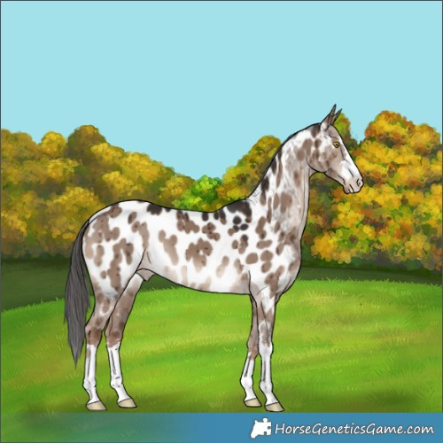 Horse Color:Liver Red Dun Appaloosa Brindle 
