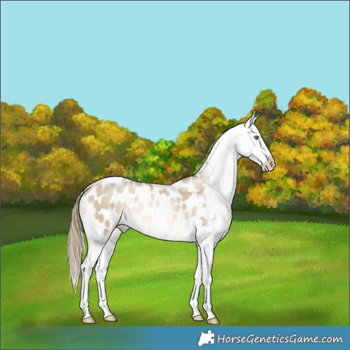 Horse Color:Smoky Grullo Snowdrop Appaloosa Brindle 