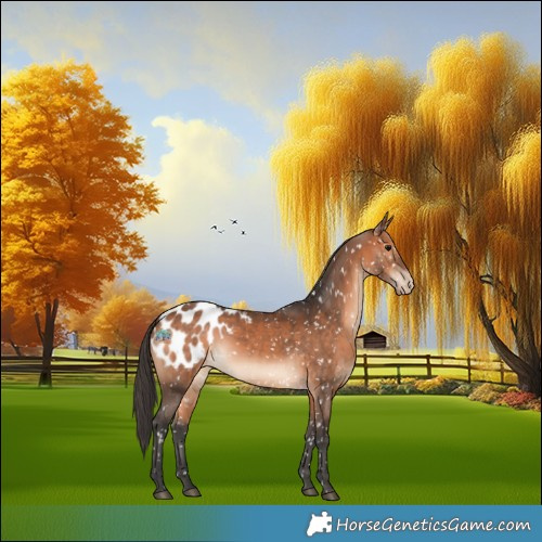 Horse Color:Bay Appaloosa 