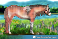 Horse Color:Plaid  Liver Red Onyx Sabino Tobiano Rabicano Brindle 