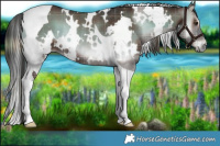 Horse Color:Plaid  White Spotted Liver Red Onyx Tobiano Rabicano 