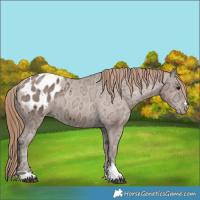Horse Color:Black Ice Pearl Appaloosa 