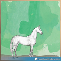 Horse Color:Gray Silver Grullo Sabino Appaloosa 