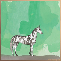 Horse Color:Gray Silver Grullo Sabino Appaloosa 