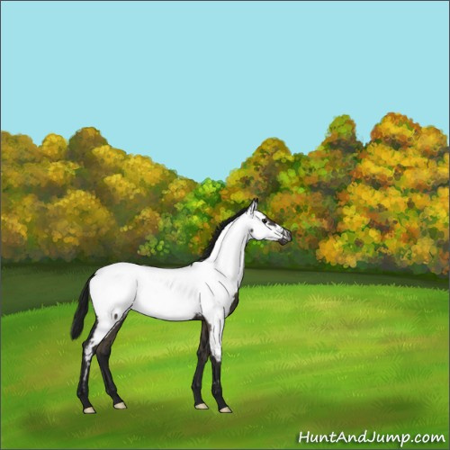 Horse Color:Gray Smoky Grullo Appaloosa Brindle 