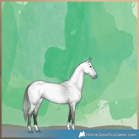Horse Color:Gray Smoky Grullo Roan Blanket Brindle 