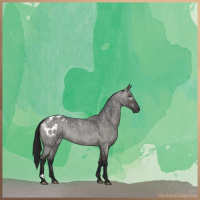 Horse Color:Gray Smoky Grullo Roan Appaloosa Brindle 