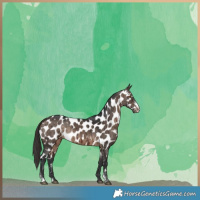 Horse Color:Brown Dun Sabino Near Leopard Brindle 