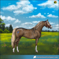 Horse Color:Gray Chocolate Palomino Dun Brindle