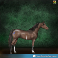Horse Color:Liver Chestnut Sabino