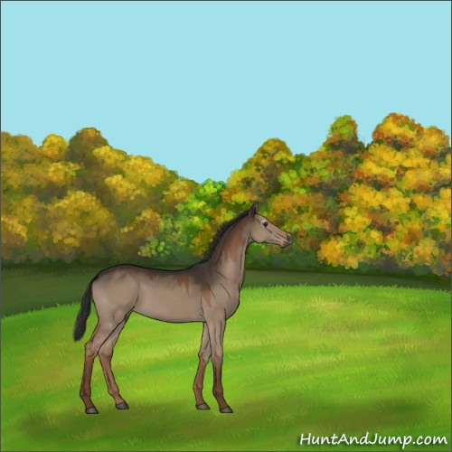 Horse Color:Gray Liver Red Dun Sabino 