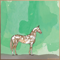 Horse Color:Chocolate Palomino Dun Sabino Appaloosa Brindle 