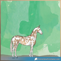 Horse Color:Chocolate Palomino Dun Sabino Near Leopard Brindle 