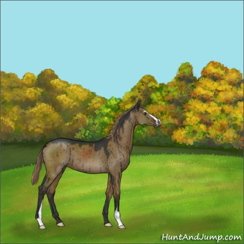 Horse Color:Gray Chocolate Palomino Dun Sabino Brindle 