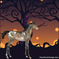 Horse Color:Gray White Spotted Brown Ice Dun Brindle 