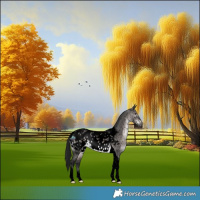 Horse Color:Gray Void Platinum Brown Dun Tobiano Appaloosa 