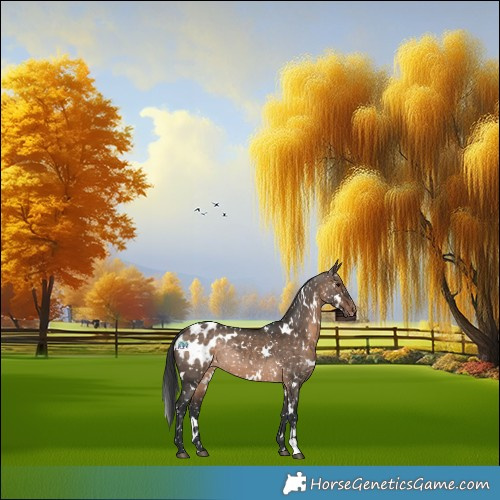 Horse Color:White Spotted Brown Dun Appaloosa Rabicano