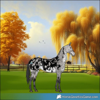 Horse Color:Void Platinum White Spotted Brown Dun Appaloosa 