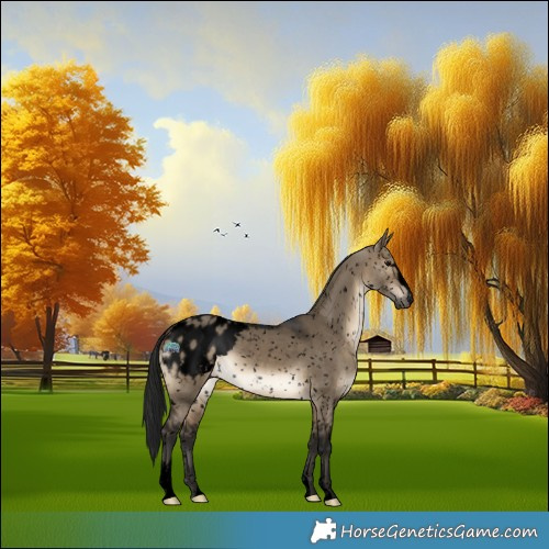 Horse Color:Gray Void Brown Dun Sabino Appaloosa