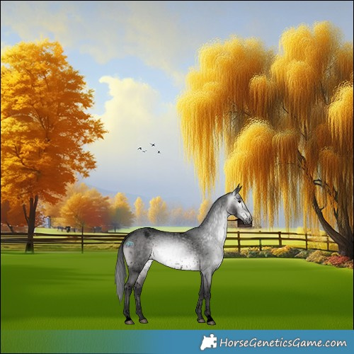 Horse Color:Gray Void Platinum Bay Dun Appaloosa 