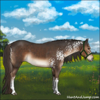 Horse Color:White Spotted Liver Chestnut 