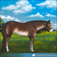 Horse Color:White Spotted Liver Chestnut 