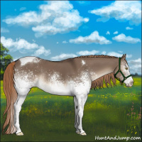 Horse Color:White Spotted Liver Red Dun Tobiano Rabicano