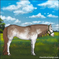Horse Color:White Spotted Liver Red Dun 