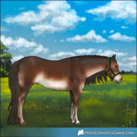Horse Color:Liver Chestnut Sabino 