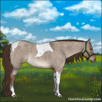 Horse Color:Liver Red Dun Roan Tobiano Rabicano