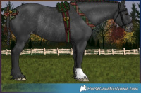 Horse Color:Black Appaloosa Rabicano 