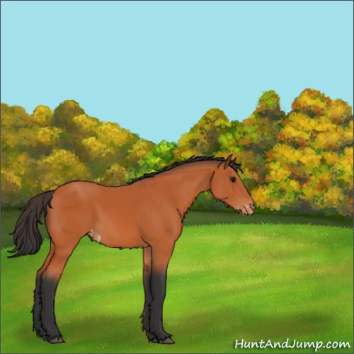 Horse Color:Bay Appaloosa 
