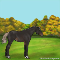 Horse Color:Gray Silver Brown Appaloosa