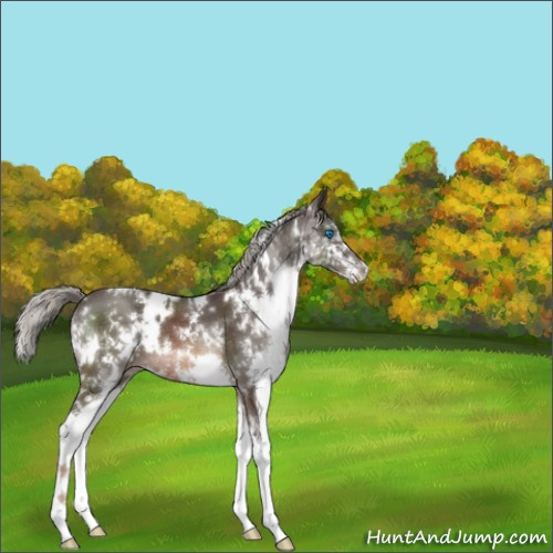 Horse Color:White Spotted Liver Chestnut Mushroom Sabino Splash 