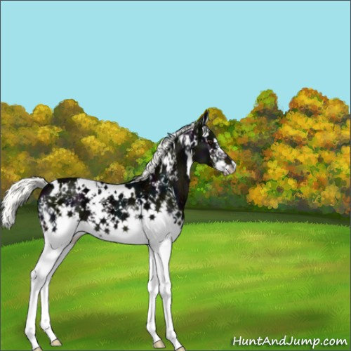 Horse Color:White Spotted Midnight Liver Chestnut Ice Mushroom Splash 