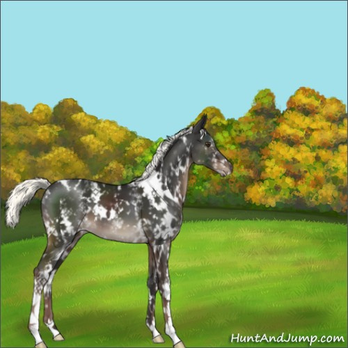 Horse Color:White Spotted Liver Chestnut Mushroom 