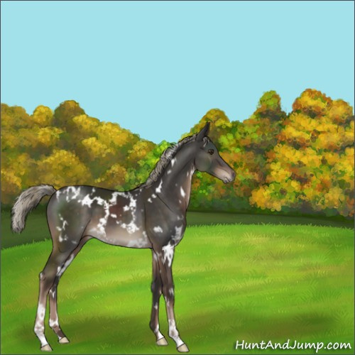 Horse Color:White Spotted Liver Chestnut Mushroom 