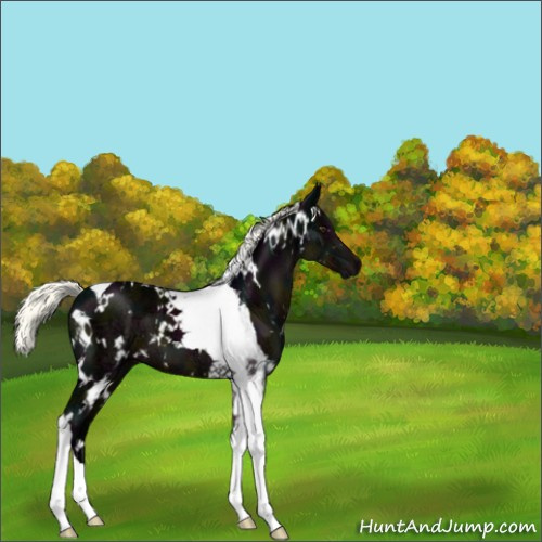 Horse Color:White Spotted Midnight Liver Chestnut Ice Mushroom Tobiano 