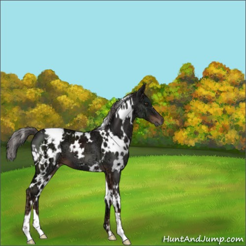 Horse Color:White Spotted Liver Chestnut Ice 