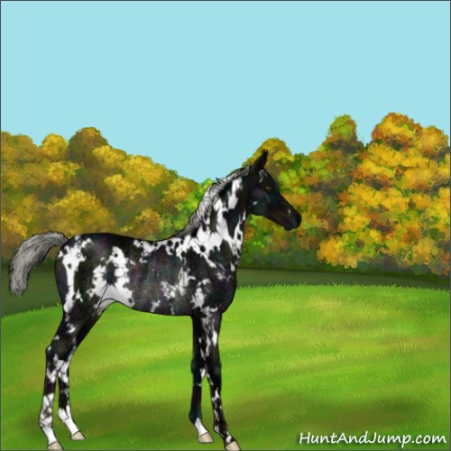 Horse Color:White Spotted Midnight Liver Chestnut Ice Mushroom Rabicano 
