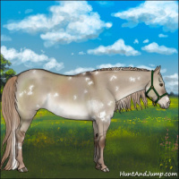 Horse Color:White Spotted Liver Red Dun Roan Rabicano 