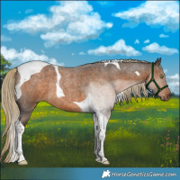 Horse Color:Chocolate Palomino Roan Tobiano 