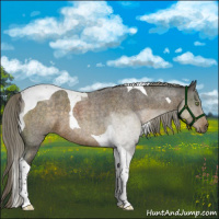 Horse Color:Chocolate Palomino Roan Tobiano 