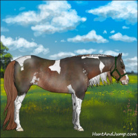 Horse Color:Liver Chestnut Sabino Tobiano Rabicano 