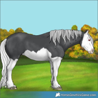 Horse Color:Silver Black Chinchilla Splash