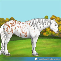 Horse Color:Silver Bay Appaloosa 