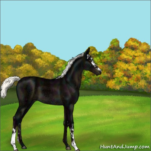 Horse Color:White Spotted Midnight Liver Chestnut Ice Mushroom Sabino 
