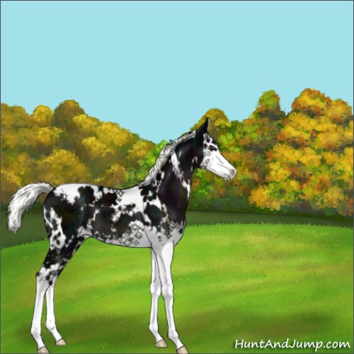 Horse Color:White Spotted Midnight Liver Chestnut Ice Mushroom Splash 
