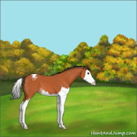Horse Color:Bay Splash Appaloosa 
